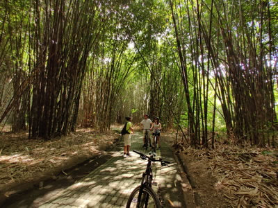 Bamboo forest cycling tracks - paved tracks 01