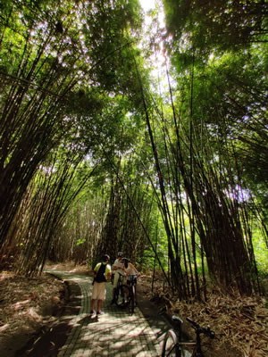Bamboo forest cycling tracks - paved tracks 02