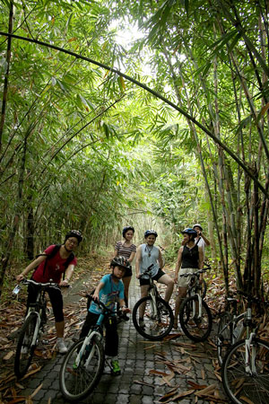 Amazing Bamboo forest