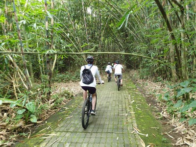 Bamboo forest cycling tracks - paved tracks 03