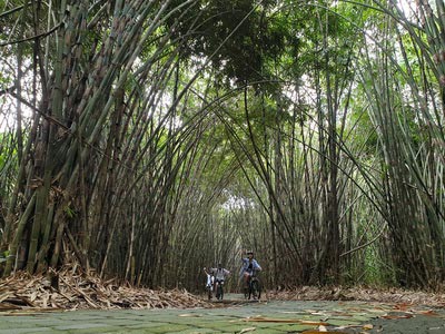 Bamboo forest cycling tracks - paved tracks 04