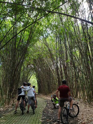 Bamboo forest cycling tracks - paved tracks 05