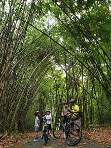 Bamboo forest cycling tracks - family ride 02