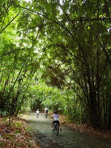 Bamboo forest cycling tracks - family ride 03