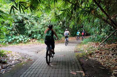 Bamboo forest cycling tracks - friends 01