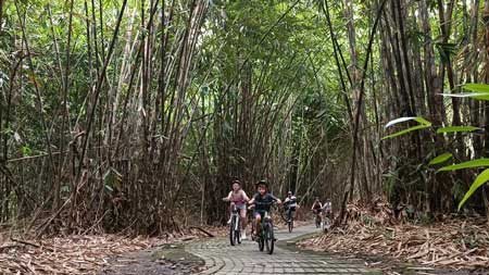 Bamboo forest cycling tracks - kids