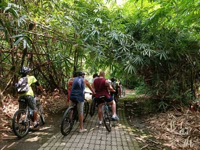 Bamboo forest cycling tracks - family