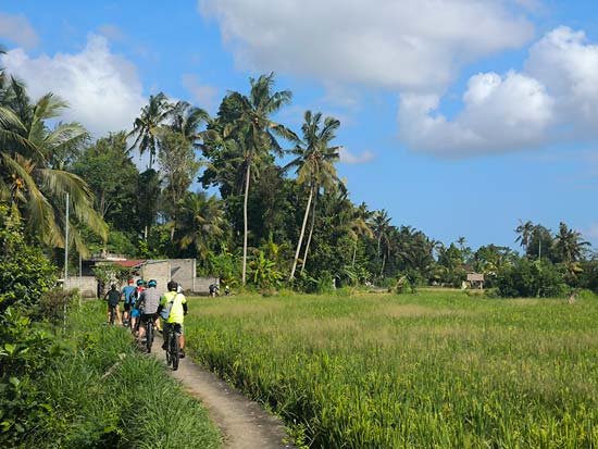 Mark Hardy (Australia) and Darrell Watt (New Zealand) - Ultimate+ Bike Tour - Rice Paddies
