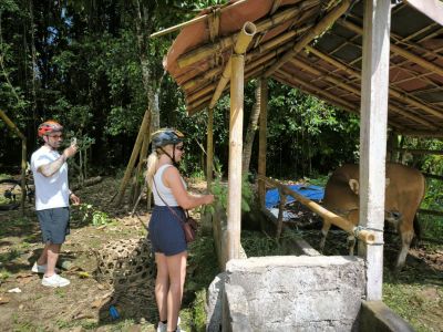 Andreas - Balinese cow