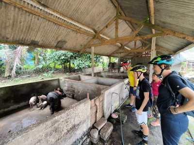 Claudia - Pig farming