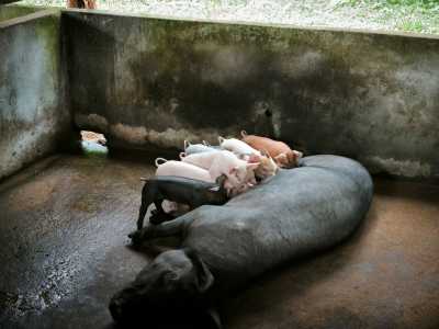 Fransesca - Balinesse pigs