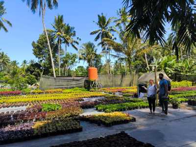 Ilaria - Flower garden