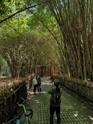 Ilaria - Bamboo forest