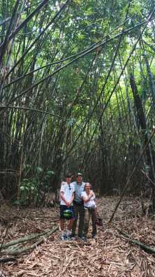 Bamboo forest