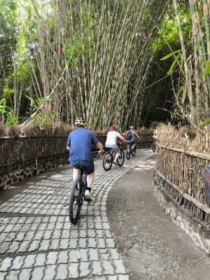 Bamboo forest ride