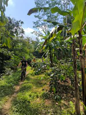 Biking through green jungle