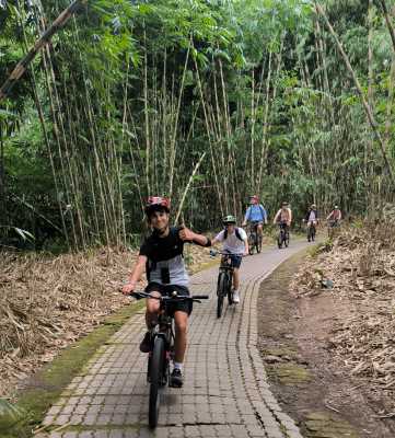 Bamboo forest bike riding