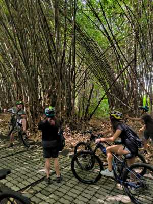 Bamboo forest
