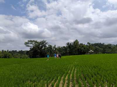 Rice fields