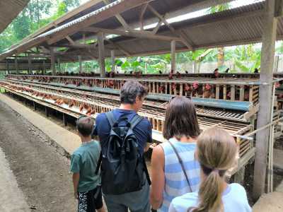 Chicken farming
