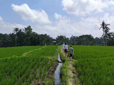 Walking through the rice fields