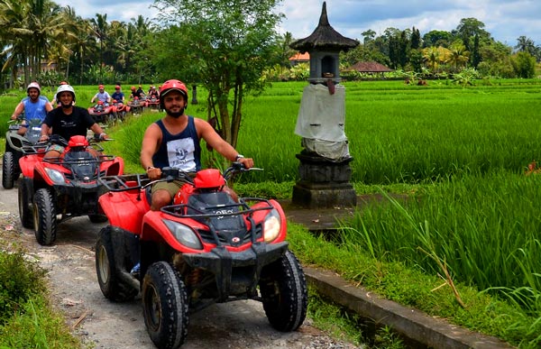 Lush rice fields