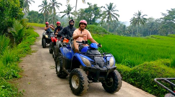 Green rice fields