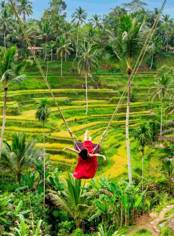 Swing over rice terraces
