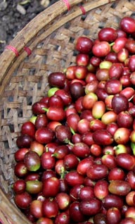 fresh raw coffee bean