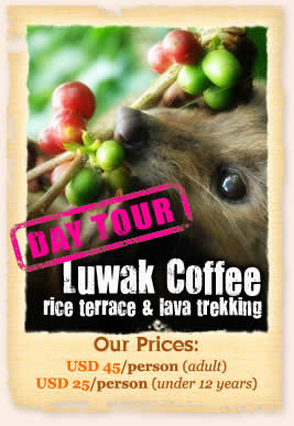Luwak coffee plantation tour