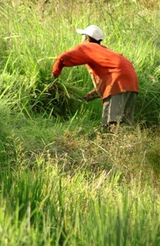 rural farmer